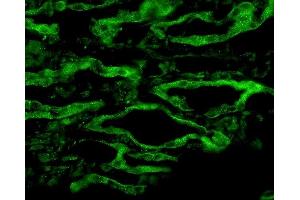 Immunohistochemistry analysis using Rabbit Anti-Aquaporin 4 Polyclonal Antibody (ABIN863209). (Aquaporin 4 抗体  (C-Term))
