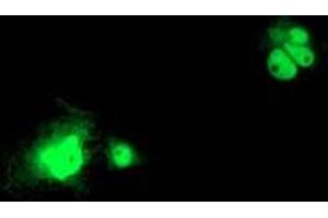 Anti-LSM1 mouse monoclonal antibody (ABIN2454727) immunofluorescent staining of COS7 cells transiently transfected by pCMV6-ENTRY LSM1 (RC200288).