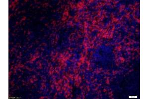 Paraformaldehyde-fixed, paraffin embedded rat spleen, Antigen retrieval by boiling in sodium citrate buffer (pH6) for 15min, Block endogenous peroxidase by 3% hydrogen peroxide for 30 minutes, Blocking buffer (normal goat serum) at 37°C for 20min, Antibody incubation with CD8 alpha Polyclonal Antibody, Unconjugated  at 1:200 overnight at 4°C, followed by a conjugated secondary Goat Anti-Rabbit IgG, Cy3 conjugated-Cy3)used at 1:200 dilution for 40 minutes at 37°C and DAPI staining. (CD8 alpha 抗体  (AA 51-150))