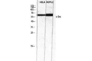 Western Blotting (WB) image for anti-Proto-oncogene tyrosine-protein kinase Src (Src) (Tyr1172) antibody (ABIN3174587) (Src 抗体  (Tyr1172))