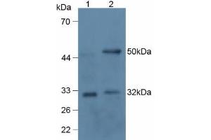 Mouse Detection antibody from the kit in WB with Positive Control: Sample Lane1: Human 293T Cells; Lane2: Rat Thymus lysate. (RANKL CLIA Kit)