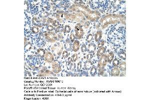 Human kidney (Caveolin-1 抗体  (N-Term))