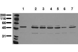 Western Blotting (WB) image for anti-Aurora Kinase A (AURKA) (N-Term) antibody (ABIN492608) (Aurora A 抗体  (N-Term))