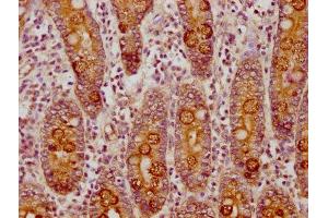 IHC image of ABIN7146330 diluted at 1:150 and staining in paraffin-embedded human small intestine tissue performed on a Leica BondTM system. (CLCA1 抗体  (AA 715-785))