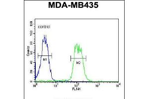 Flow cytometric analysis of MDA-MB435 cells (right histogram) compared to a negative control cell (left histogram). (ATHL1 抗体  (C-Term))