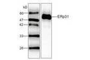 Image no. 1 for anti-Endoplasmic Reticulum Protein 29 (ERP29) (AA 33-261) antibody (ABIN791434) (ERP29 抗体  (AA 33-261))