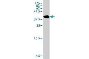 Western Blot detection against Immunogen (36. (GDF7 抗体  (AA 361-450))