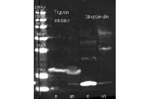 Western Blot of Rabbit Anti Trypsin Inhibitor antibody. (Trypsin Inhibitor 抗体  (HRP))