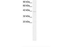 Image no. 1 for anti-CCAAT/enhancer Binding Protein (C/EBP), alpha (CEBPA) (AA 53-102) antibody (ABIN6736273) (CEBPA 抗体  (AA 53-102))