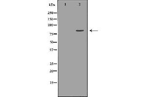 Western blot analysis of Hela whole cell lysates, using KIF2C Antibody. (KIF2C 抗体  (C-Term))
