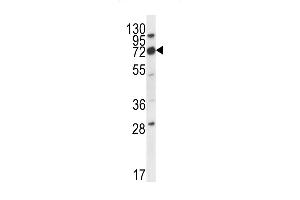 IGSF8 Antibody (Center) (ABIN656323 and ABIN2845622) western blot analysis in mouse cerebellum tissue lysates (35 μg/lane). (IGSF8 抗体  (AA 226-254))