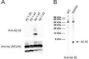 A: ECL detection of different synthetic Abeta species with anti-Abeta 42 (dilution 1 : 1000) and a monoclonal anti-Abeta antibody (clone NT244, cat. (Abeta 1-42 抗体)