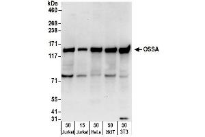 anti-Family with Sequence Similarity 120A (FAM120A) (AA 1068-1118) antibody