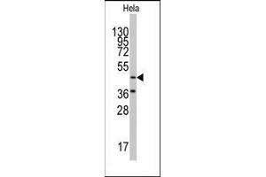 Western blot analysis of anti-NARS2 Antibody (C-term) in Hela cell line lysates (35ug/lane). (NASP 抗体  (C-Term))