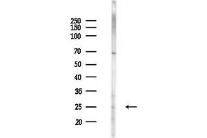 anti-RAB3A, Member RAS Oncogene Family (RAB3A) (pThr86) antibody
