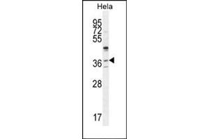 Western blot analysis of SELV Antibody (C-term) Cat. (Selenoprotein V 抗体  (C-Term))