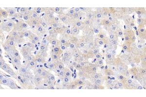 Detection of FGA in Bovine Liver Tissue using Polyclonal Antibody to Fibrinogen Alpha Chain (FGA) (FGA 抗体  (AA 39-615))