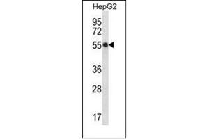 Western blot analysis of hepaCAM Antibody (C-term) in HepG2 cell line lysates (35ug/lane). (HEPACAM 抗体  (C-Term))