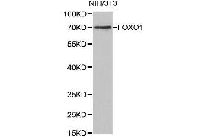 Western Blotting (WB) image for anti-Forkhead Box O1 (FOXO1) antibody (ABIN1872733) (FOXO1 抗体)