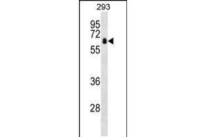 Western blot analysis in 293 cell line lysates (35ug/lane). (ZBTB7B 抗体  (AA 315-343))