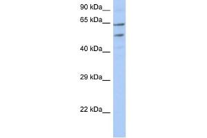 TMCC3 antibody used at 1 ug/ml to detect target protein. (TMCC3 抗体  (N-Term))