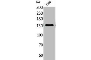 Western Blot analysis of K562 cells using CD50 Polyclonal Antibody