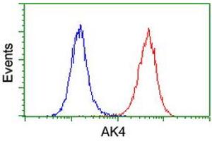 Image no. 1 for anti-Adenylate Kinase 4 (AK4) antibody (ABIN1496530) (AK4 抗体)