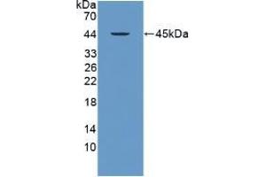 Western blot analysis of recombinant Human PRM2. (PRM2 抗体  (AA 2-100))