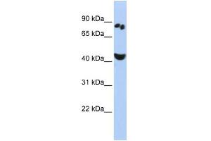 WB Suggested Anti-POU6F2 Antibody Titration:  0. (POU6F2 抗体  (N-Term))