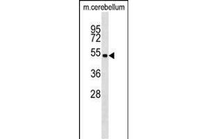 Mouse Stk11 Antibody (C-term) (ABIN1537264 and ABIN2848945) western blot analysis in mouse cerebellum tissue lysates (35 μg/lane). (LKB1 抗体  (C-Term))