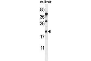 AIF1 Antibody (N-term) western blot analysis in mouse liver tissue lysates (35 µg/lane). (Iba1 抗体  (N-Term))