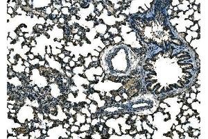 IHC analysis of Ccl21a using anti-Ccl21a antibody (ABIN7600808).