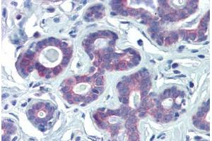 Human Breast (formalin-fixed, paraffin-embedded) stained with NRF1 antibody ABIN462197 followed by biotinylated goat anti-rabbit IgG secondary antibody ABIN481713, alkaline phosphatase-streptavidin and chromogen. (NRF1 抗体  (AA 360-409))