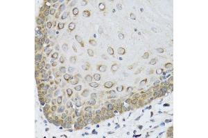 Immunohistochemistry of paraffin-embedded human esophagus using FAM20A antibody. (FAM20A 抗体  (AA 140-240))