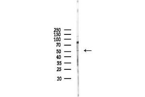 Western blot analysis of lysates from Rat liver, using MIER3 Antibody at 1/1000 dilution.