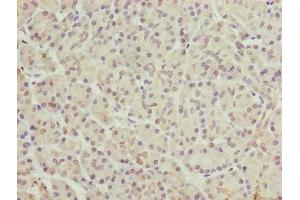 Immunohistochemistry of paraffin-embedded human pancreatic tissue using ABIN7152648 at dilution of 1:100 (FAR2 抗体  (AA 1-300))