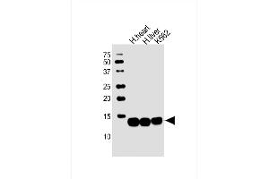 All lanes : Anti-HBB Antibody (C-term) at 1:2000 dilution Lane 1: human heart lysate Lane 2: human liver lysate Lane 3: K562 whole cell lysate Lysates/proteins at 20 μg per lane. (Hemoglobin Subunit beta 抗体  (C-Term))