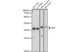 Western blot analysis of extracts of various cell lines, using SRR antibody (ABIN6131097, ABIN6148461, ABIN6148462 and ABIN6224979) at 1:3000 dilution. (SRR 抗体  (AA 1-340))
