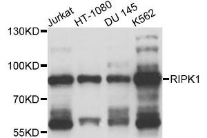 Western blot analysis of extracts of various cell lines, using RIPK1 antibody (ABIN5975766) at 1/1000 dilution. (RIPK1 抗体)