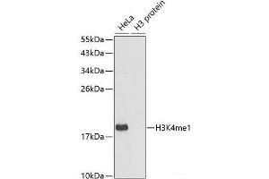 Western blot analysis of extracts of various cell lines using MonoMethyl-Histone H3-K4 Polyclonal Antibody. (Histone 3 抗体  (meLys4))