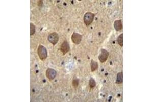 Immunohistochemistry analysis in formalin fixed and paraffin embedded human brain tissue reacted with PCDHB3 Antibody (N-term) followed by peroxidase conjugation of the secondary antibody and DAB staining. (PCDHB3 抗体  (N-Term))