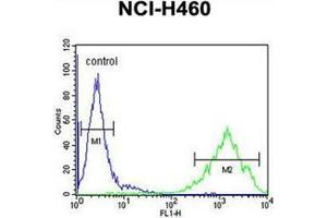Flow cytometric analysis of NCI-H460 cells using OR2Z1 Antibody (N-term) Cat. (OR2Z1 抗体  (N-Term))