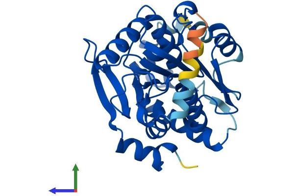 SPG21 Protein (AA 1-308) (His tag)