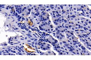 Detection of GYPA in Mouse Stomach Tissue using Polyclonal Antibody to Glycophorin A (GYPA) (CD235a/GYPA 抗体  (AA 1-108))