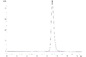The purity of Mouse NKp46 is greater than 95 % as determined by SEC-HPLC. (NCR1 Protein (AA 22-255) (His tag))