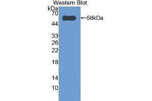 Western Blotting (WB) image for anti-Caspase 14, Apoptosis-Related Cysteine Peptidase (CASP14) (AA 17-248) antibody (ABIN1858238) (CASP14 抗体  (AA 17-248))