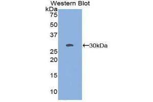 Western Blotting (WB) image for anti-Sperm Specific Antigen 2 (SSFA2) (AA 276-510) antibody (ABIN1860639) (SSFA2 抗体  (AA 276-510))