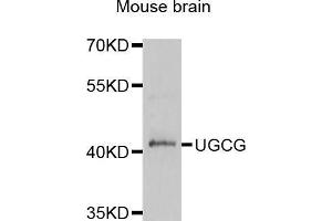 Western blot analysis of extracts of mouse brain, using μgCG antibody (ABIN3213824) at 1/1000 dilution. (UGCG 抗体)