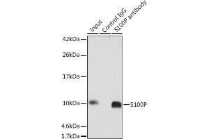 Immunoprecipitation (IP) image for anti-S100 Calcium Binding Protein P (S100P) (AA 1-95) antibody (ABIN7270133)