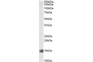 Image no. 1 for anti-Caspase Recruitment Domain Family, Member 17 (CARD17) (C-Term) antibody (ABIN487981) (CARD17 抗体  (C-Term))
